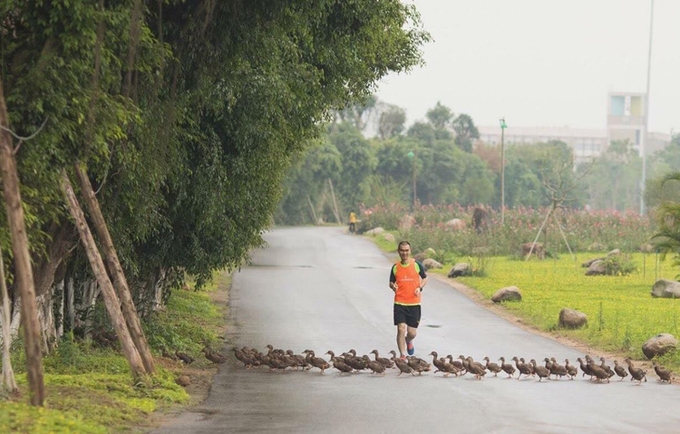 Thiên nga, vịt trời làm tổ trong khu đô thị