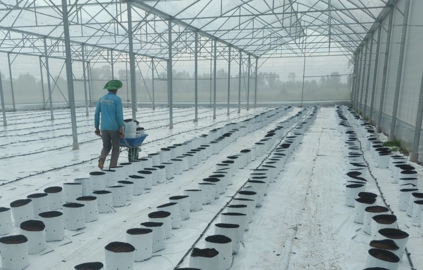 Tập đoàn Lộc Trời bao tiêu nông sản, hỗ trợ nông dân vượt khó lúc Covid-19