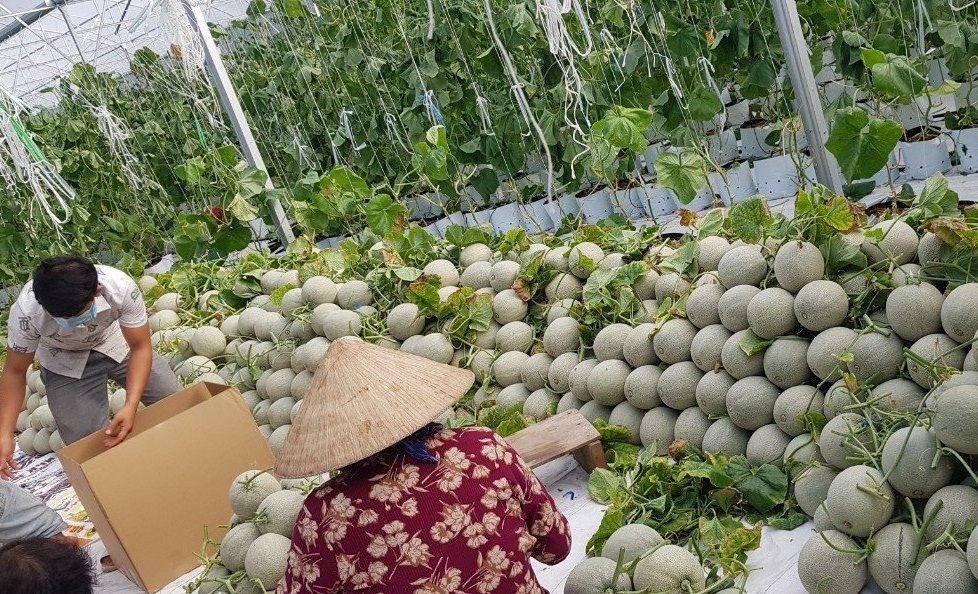 Tập đoàn Lộc Trời bao tiêu nông sản, hỗ trợ nông dân vượt khó lúc Covid-19