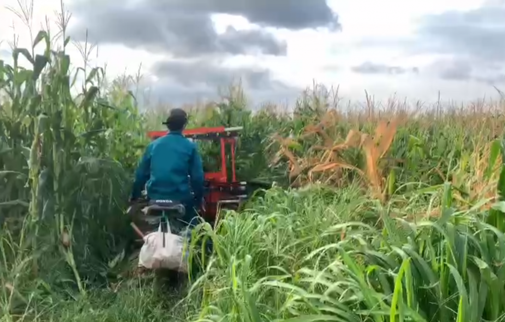 Tập đoàn Lộc Trời bao tiêu nông sản, hỗ trợ nông dân vượt khó lúc Covid-19