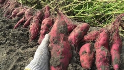 Hỗ trợ nông dân Vĩnh Long tiêu thụ 27.000 tấn khoai lang tím