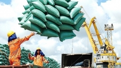 Xuất khẩu gạo gặp khó vì một cảng dừng dịch vụ đóng rút do có ca mắc Covid-19