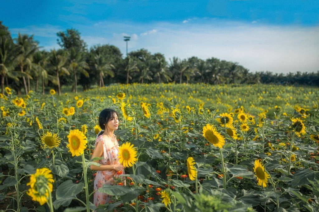 Ngắm cánh đồng hoa hướng dương rực rỡ khoe sắc tại Ecopark