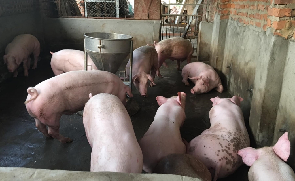 Giá lợn hơi tăng trở lại, đảm bảo có lãi cho người chăn nuôi