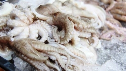 Việt Nam xuất khẩu mực, bạch tuộc sang Hàn Quốc phục hồi
