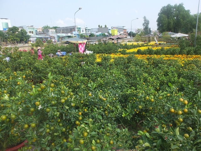 Người dân TP.Sa Đéc chuẩn bị hoa, kiểng phục vụ thị trường Tết Nguyên đán Tân Sửu năm 2021