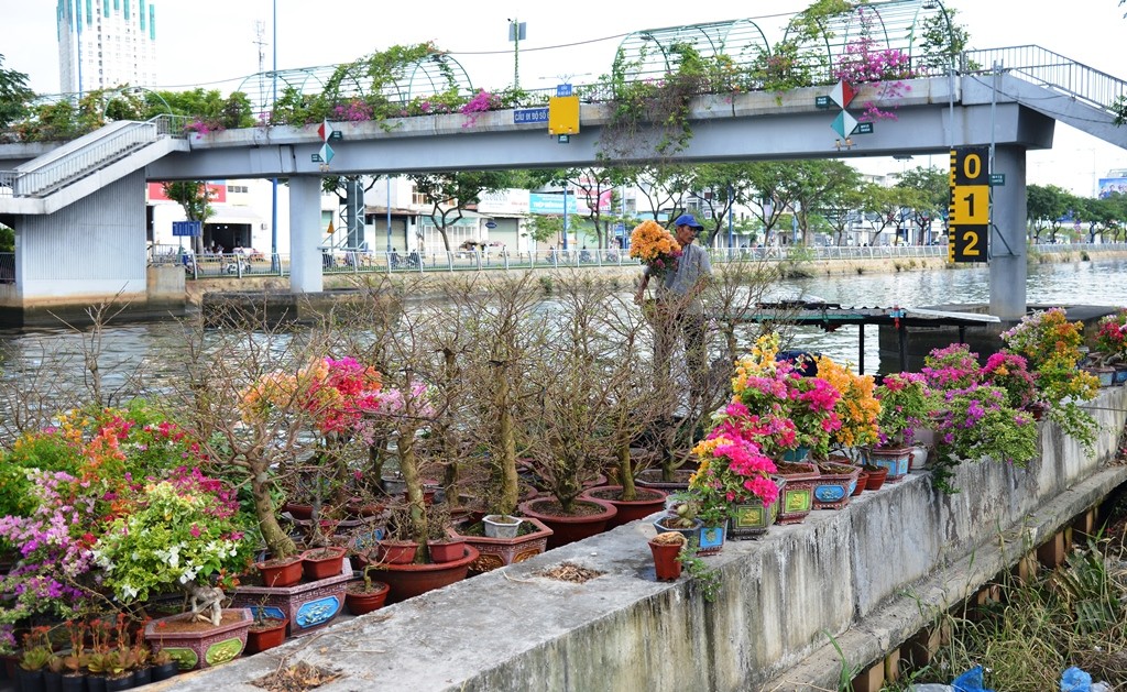 Hoa mai và nhiều laoi5 hoa khác từ các tỉnh Miền Tây được chở về TP Hồ Chí Minh