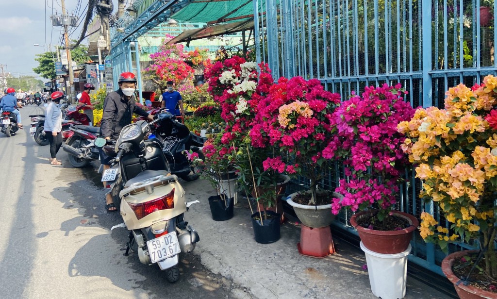 Hoa xuân khoe sắc trên đường phố TP Hồ Chí Minh