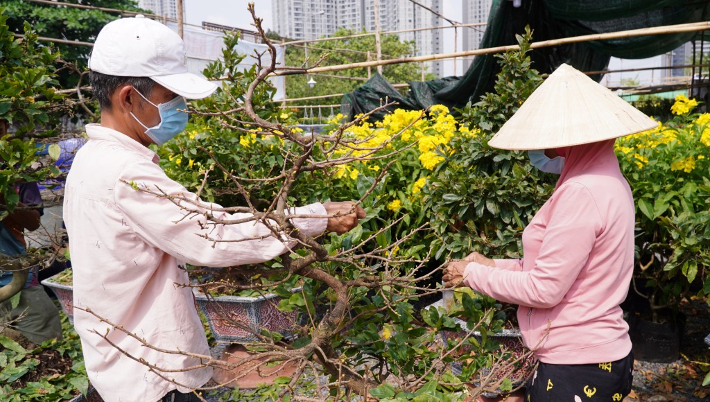 Người dân lặt lá mai để chuẩn bị đón Tết