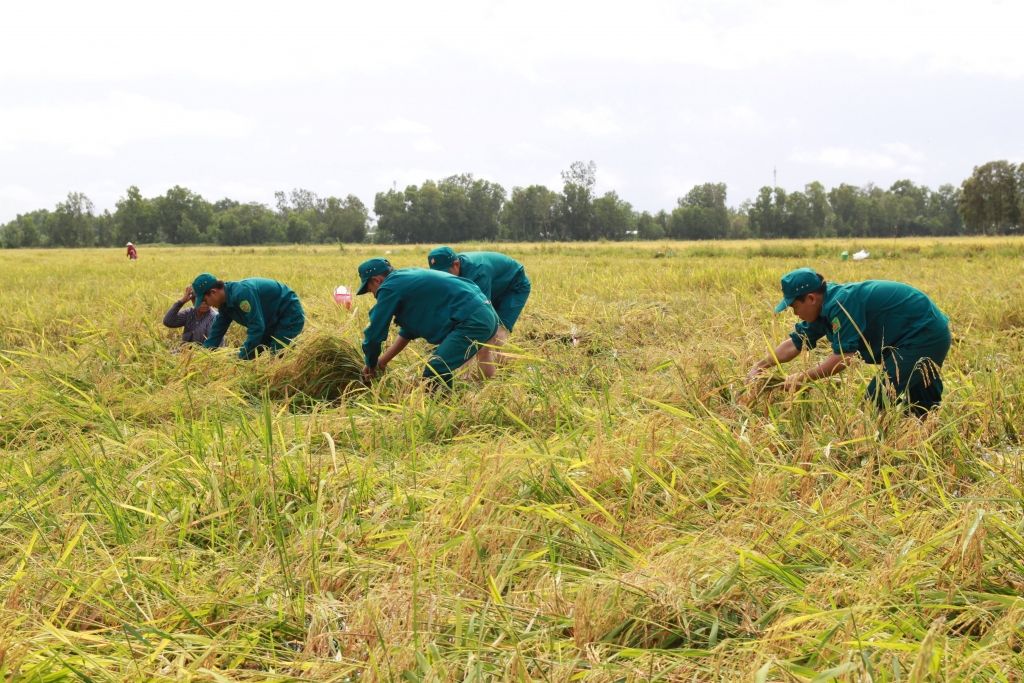LLVT An Giang giúp dân thu hoạch lúa (Ảnh: Hữu Tài)