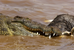 TP HCM: Quận 12 cảnh báo có cá sấu xuất hiện trên sông Sài Gòn