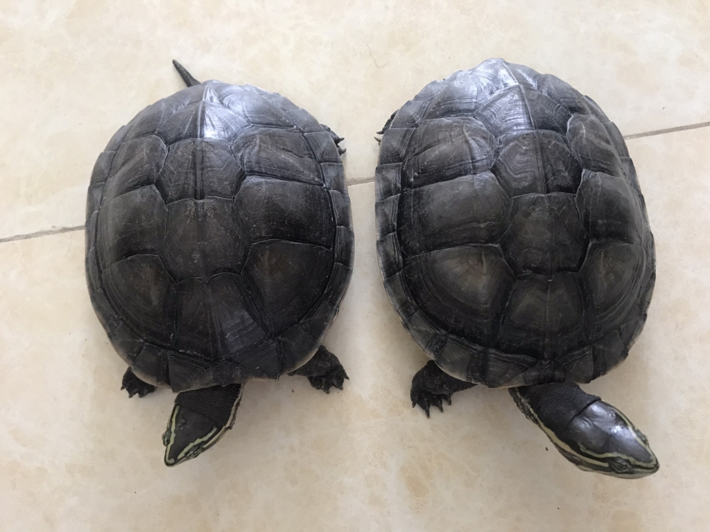 Hà Nội: Phát hiện đường dây mua bán cá thể rùa loại nguy cấp