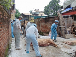 Tin tức trong ngày 19/11: Hà Nội: Xử phạt hộ chăn nuôi tái đàn lợn không khai báo