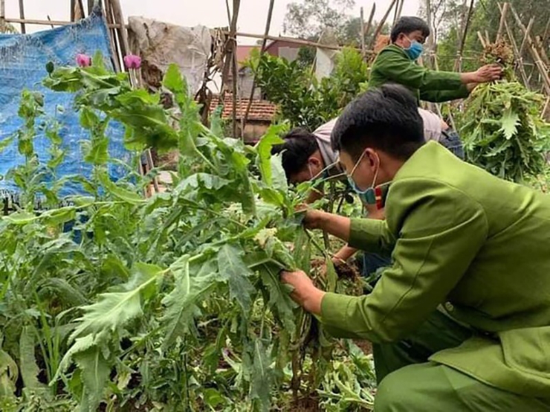 Cảnh sát nhổ bỏ cây cần sa, anh túc trong vườn nhà người dân ở Bắc Giang