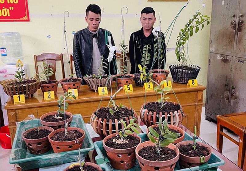 Hai đối tượng trộm cắp lan đột biến, bán lại cho