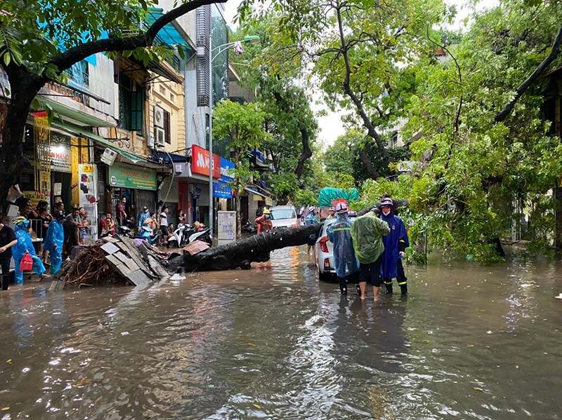 Mưa lớn làm một cây xanh bật gốc đổ đè lên ô tô đang di chuyển trên phố Hàng chiếu (quận Hoàn Kiếm, Hà Nội)