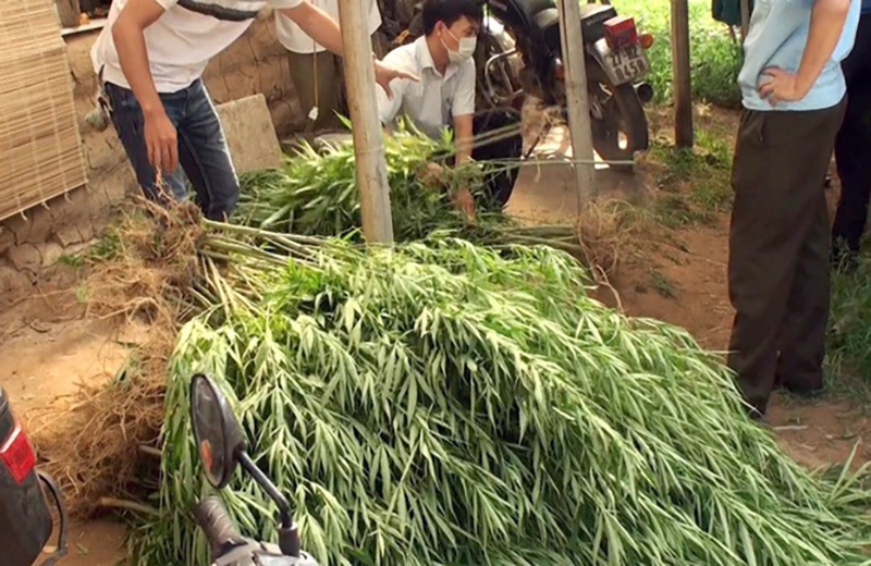 Công an quận Long Biên tiến hành thu giữ số cần sa được trồng ở bãi giữa sông Hồng