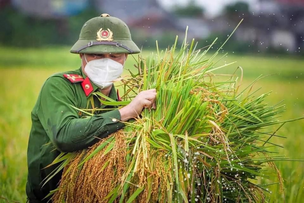 Cán bộ, chiến sỹ đoàn viên thanh niên Công an huyện Yên Dũng, Bắc Giang tổ chức gặt lúa giúp đỡ các hộ dân gặp khó khăn trong đại dịch Covid-19