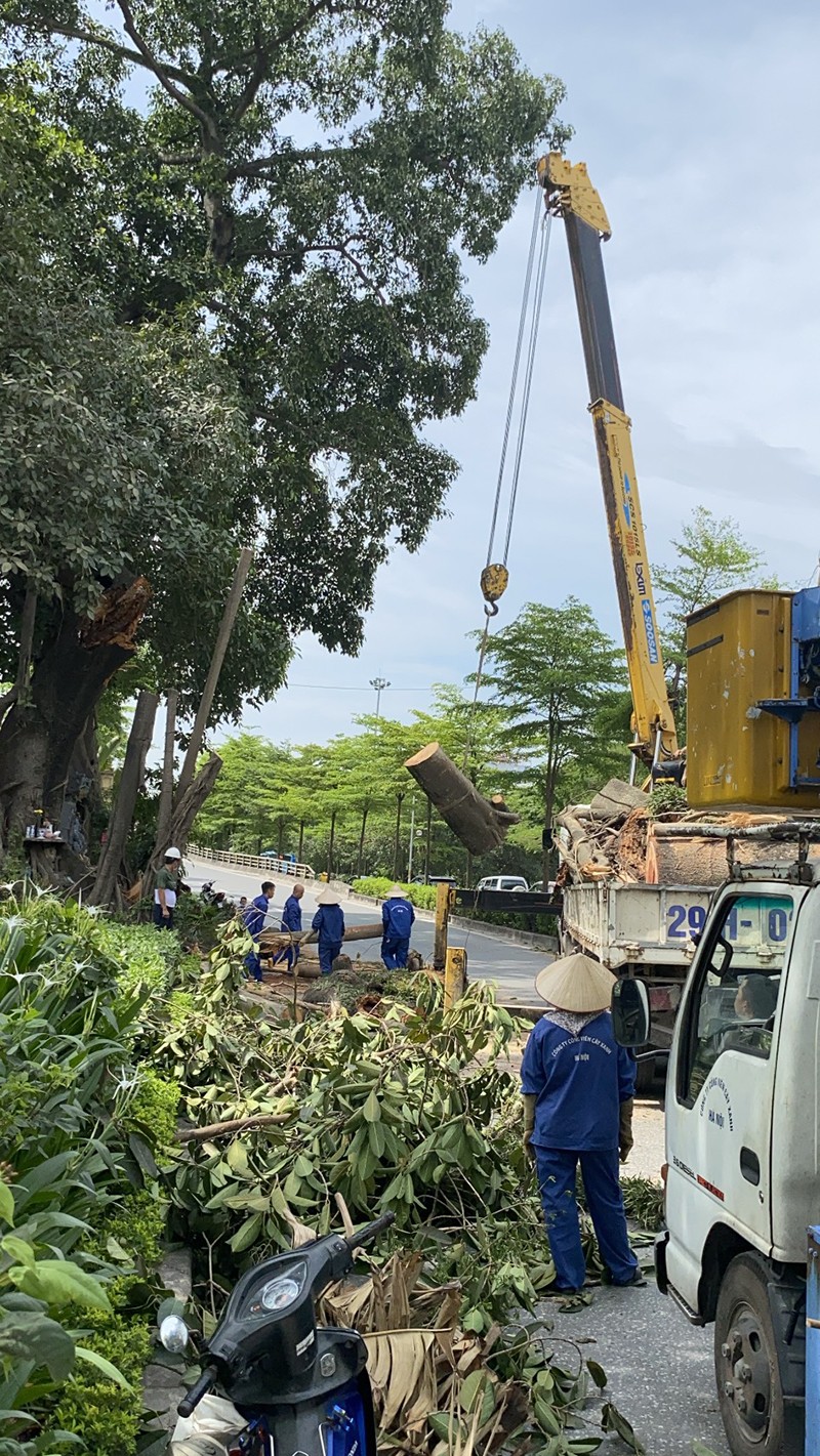 Hà Nội: Cành Đa cổ thụ đổ xuống đường Võ Chí Công lúc rạng sáng gây ùn tắc giao thông