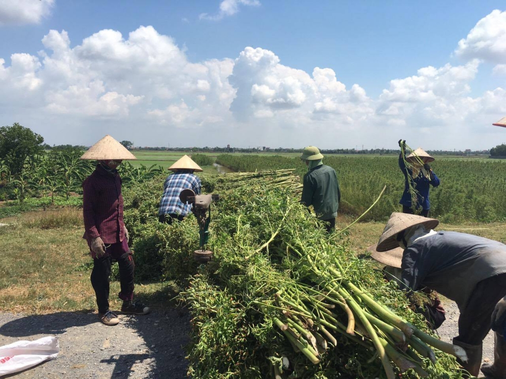 Tập đoàn Richwork đã đầu tư phát triển nhiều vùng nguyên liệu trồng đay ở Việt Nam từ năm 2019