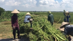 Khởi động dự án phát triển cây đay tại Việt Nam
