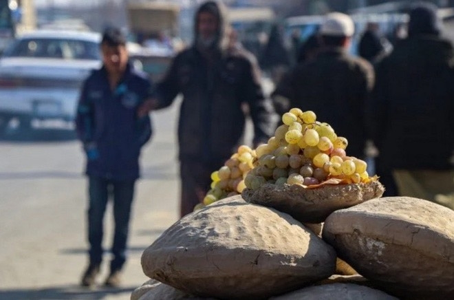 người Afghanistan từ lâu đã sử dụng một phương pháp cổ xưa giữ cho loại trái cây này luôn tươi