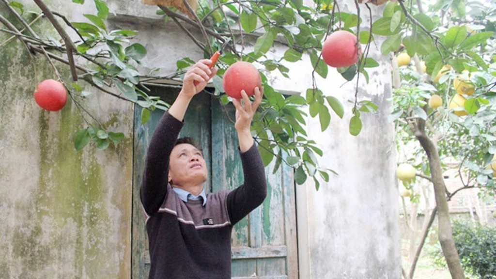 Bưởi đỏ Đông Cao, xã Tráng Việt là giống bưởi quý hiếm, đã được Sở Nông nghiệp và PTNT Hà Nội đã đánh mã số để duy trì giống gen