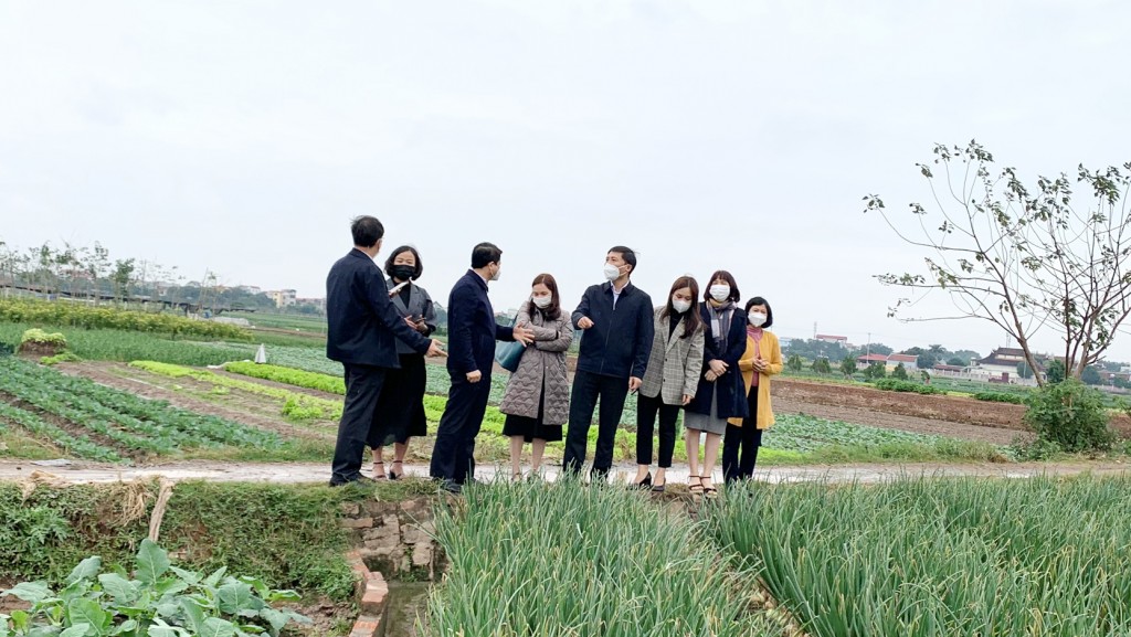 Các đại biểu thăm quan mô hình trồng rau tại  xã Tiền Phong