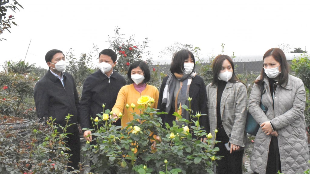Bí thư Huyện ủy Nguyễn Thanh Liêm cùng các đại biểu thực địa tại khu trồng hoa hồng thế của xã Mê Linh