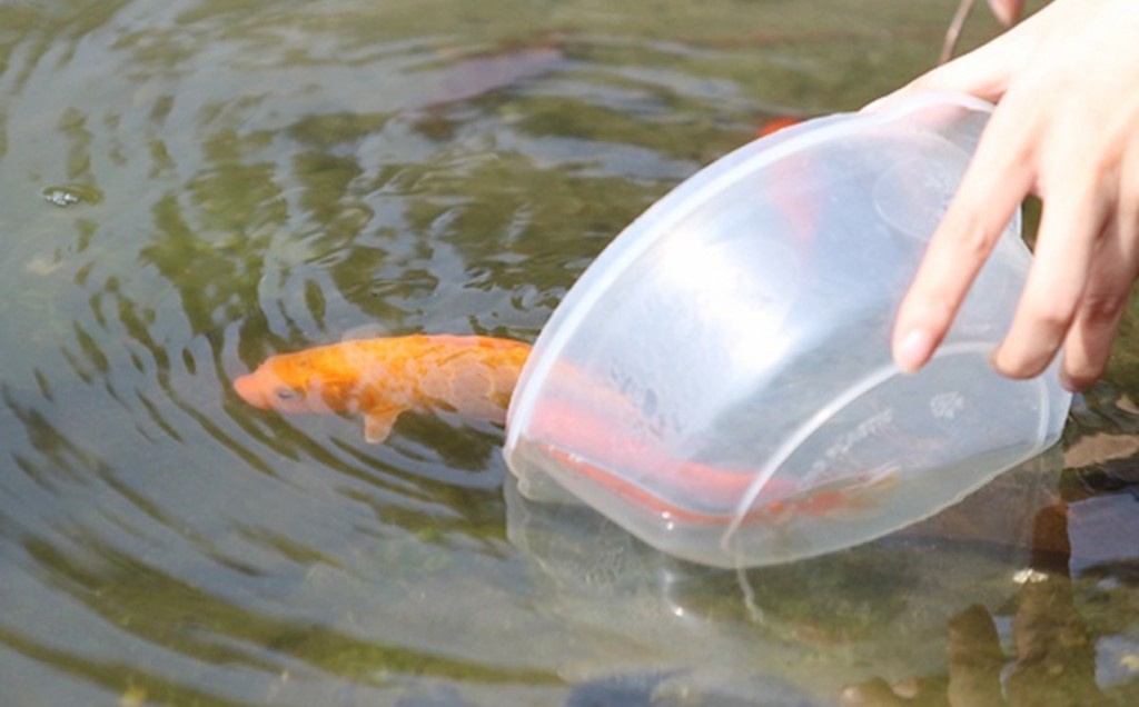 Tết này, liệu có nên về? Tết này, liệu có nên về?