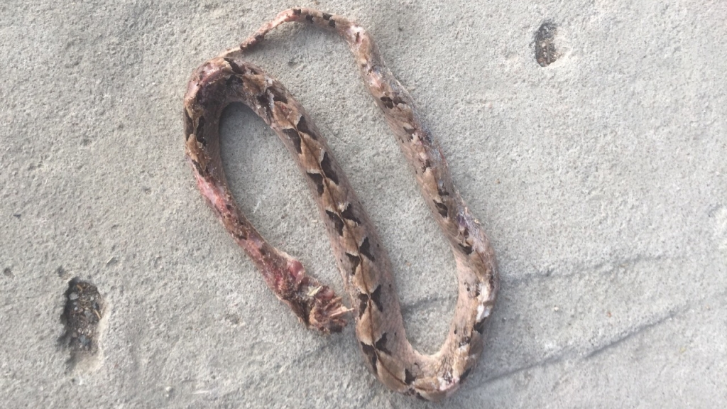 Hình rắn  chàm quạp  được người nhà đem đến bệnh viện