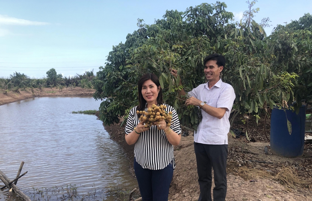 Vợ chồng ông Trần Văn Phục, Giám đốc HTX Nông nghiệp thông minh Cù Lao Dung ở vườn nhãn có hồ trữ nước ngọt