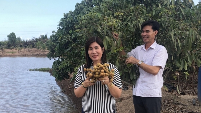 Cù Lao Dung giàu lên trong biến đổi khí hậu