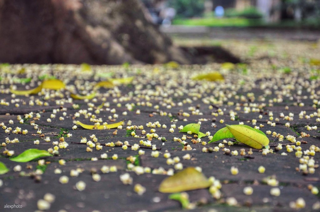 Muộn mằn hoa sấu