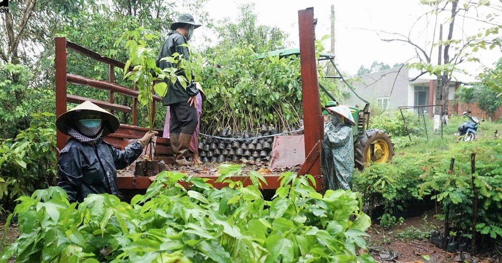 Người dân địa phương vận chuyển cây giống đến điểm trồng rừng