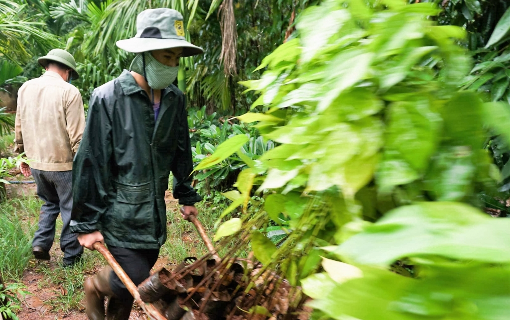 Người dân địa phương vận chuyển cây giống đến điểm trồng rừng