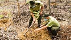Trồng rừng - một trong những giải pháp để ngăn chặn đại dịch về sau