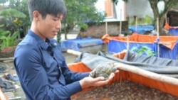 Đồng Tháp kết nối Hà Nội để tiêu thụ ếch đặc sản