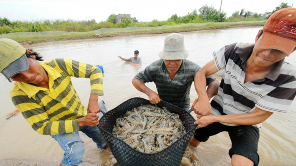 Được mùa tôm nhưng nông dân không vui (Ảnh minh họa)