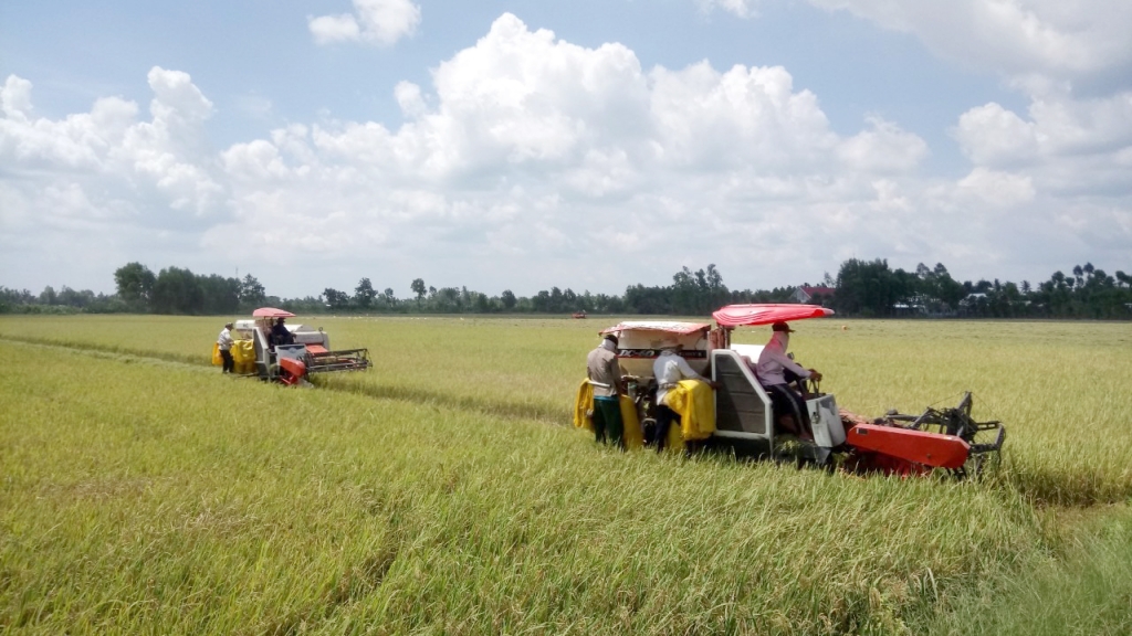 Tổng giá trị sản xuất ngành nông nghiệp của huyện Mỹ Tú tăng bình quân hằng năm 5%