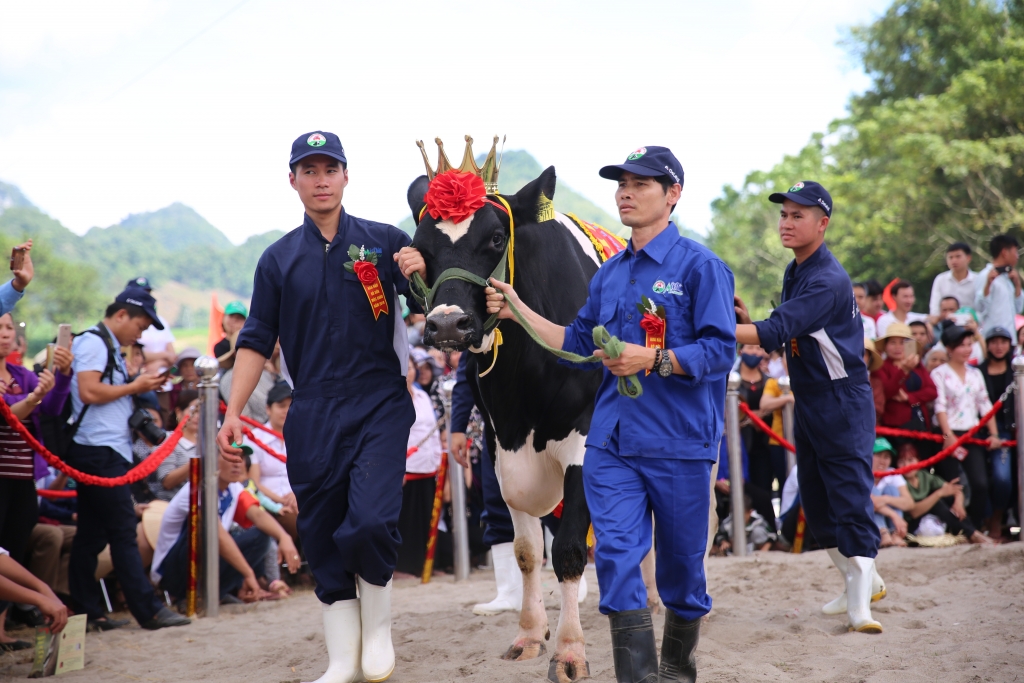 Hội thi Hoa hậu Bò sữa hàng năm do Mộc Châu Milk tổ chức là dịp để tri ân và tôn vinh những người nông dân chăn nuôi bò sữa