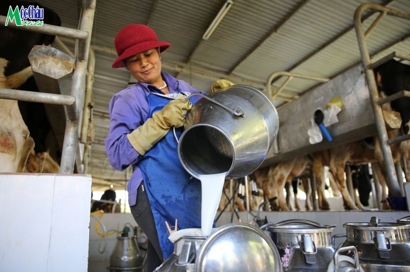 Chăn nuôi bò sữa đã trở thành nghề truyền thống của nhiều thế hệ nông dân trên thảo nguyên Mộc Châu