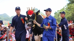 Mộc Châu Milk: Phát triển bền vững nhờ gắn bó, đồng hành cùng nông dân Việt