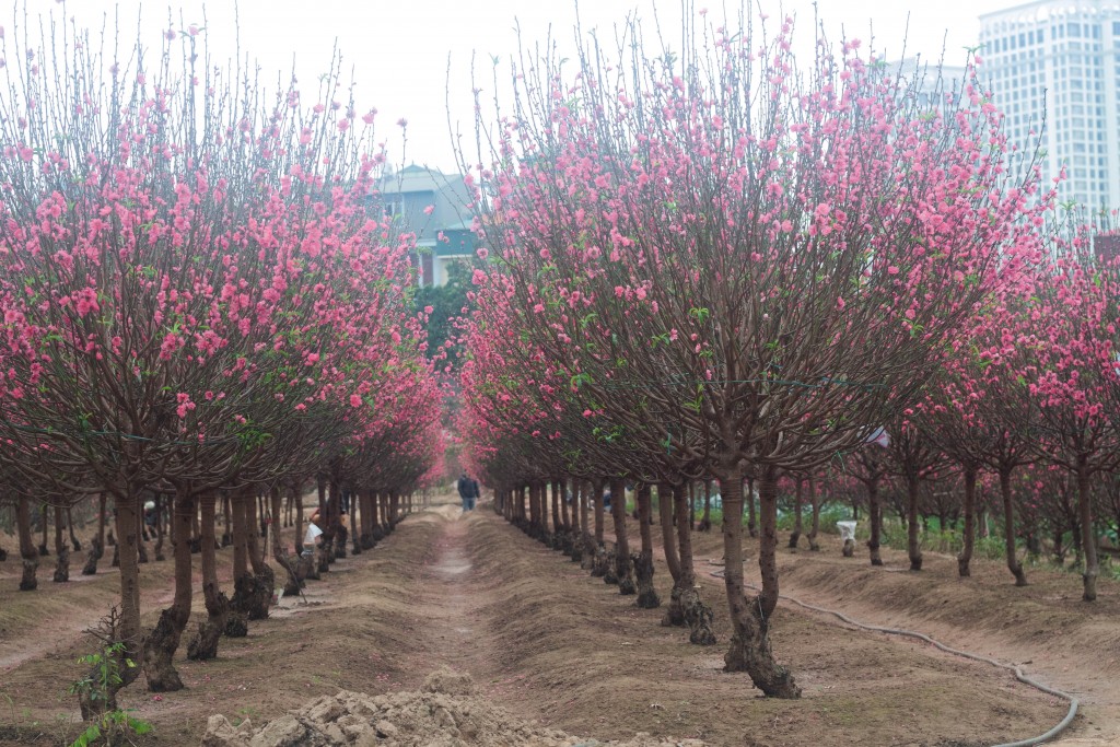 Năm nay thời tiết ở Hà Nội được dự báo là lạnh hơn so với mọi năm, nhiều chủ vườn đã chủ động tuốt lá sớm để cây ra hoa đúng dịp Tết. Thời điểm này đang rất thuận lợi cho cây đào phát triển, tuy nhiên điều lo lắng nhất của người nông dân vẫn là sự biến động của thị trường khi dịch bệnh Covid-19 đang có diễn biến rất phức tạp