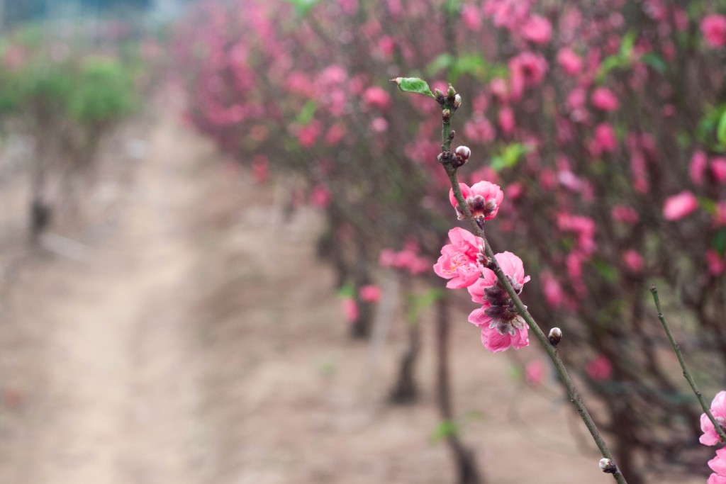 Theo ông Đào Công Từ (56 tuổi, chủ một vườn đào) cho biết: “Trước khi được trồng chủ yếu vẫn là đào bích, nhưng do nhu cầu của thị trường nên người dân lai tạo và nhân giống ra một số loại mới. Thời tiết cứ như này thì từ nay đến Tết hoa nở vừa đẹp. Tuy nhiên chủ vườn chúng tôi vẫn lo lắng vì ảnh hưởng của dịch bệnh, nhiều gia đình kinh tế khó khăn nên sức mua sẽ giảm.”