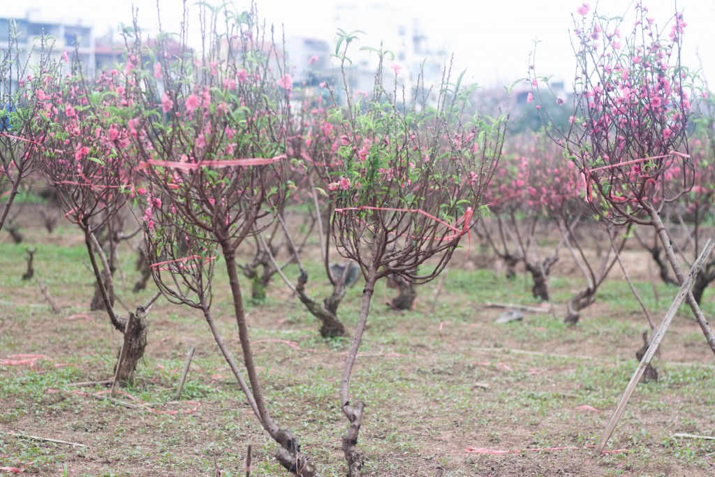 Chủ vườn thường dành một khoảng đất để trồng những cây đào nhỏ phục vụ người dân dịp cúng ông công ông táo