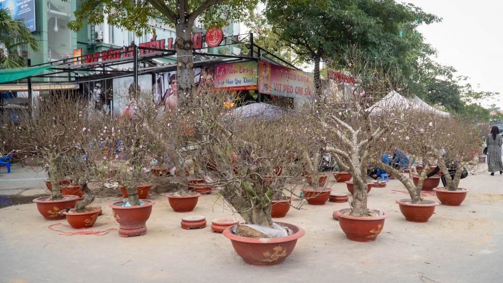 Dù Tết đã tới gần nhưng cửa hàng này vẫn còn rất nhiều cây đào chưa bán được