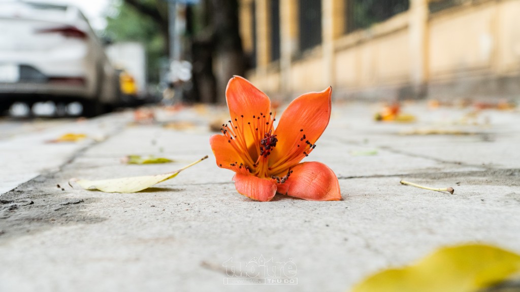 Hoa gạo còn được gọi bằng những cái tên mỹ miều như hoa pơ lang, hoa mộc miên...