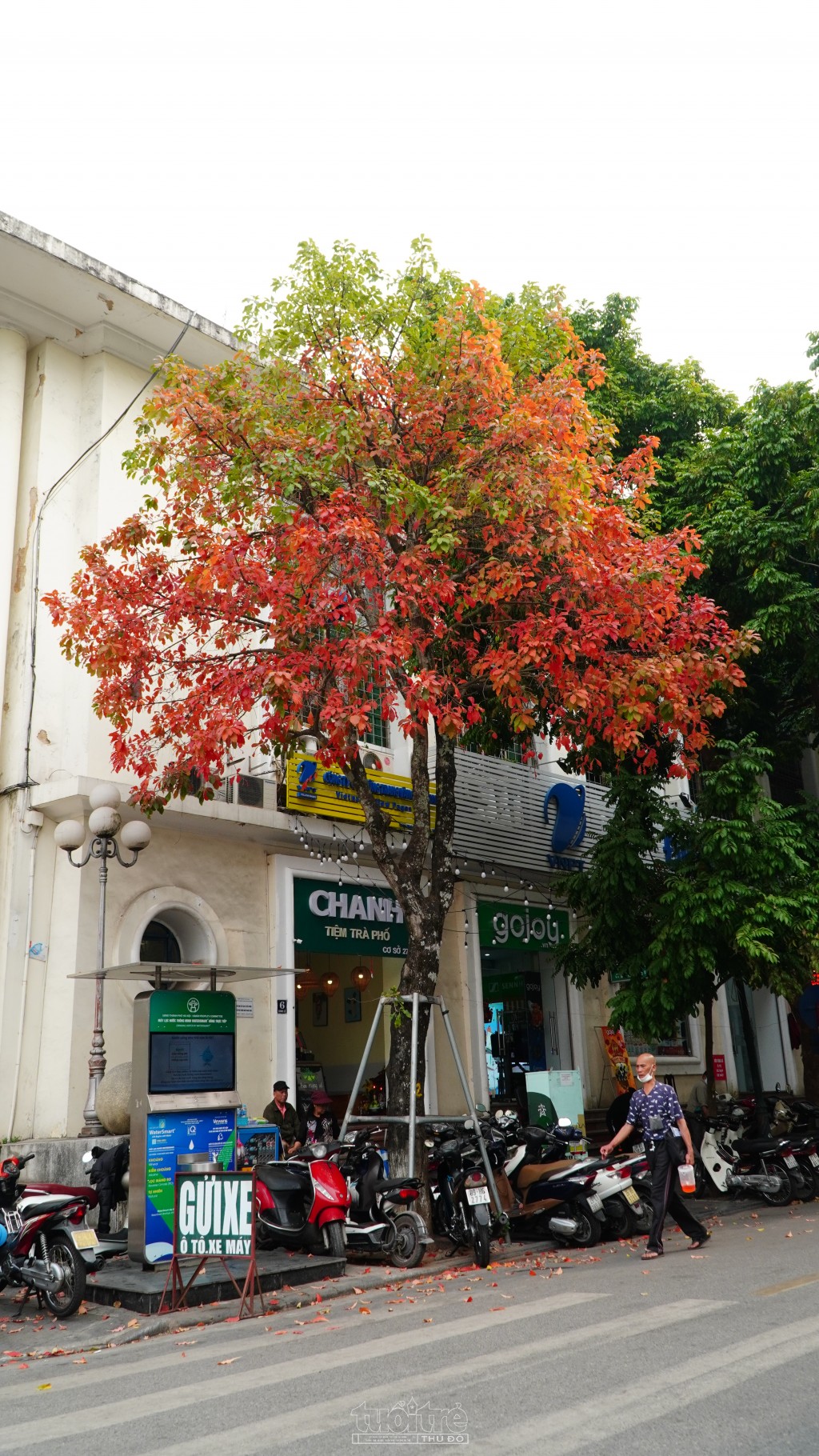 Góc phố Thủ đô Hà Nội được tô điểm thêm bởi màu sắc mùa cây thay lá