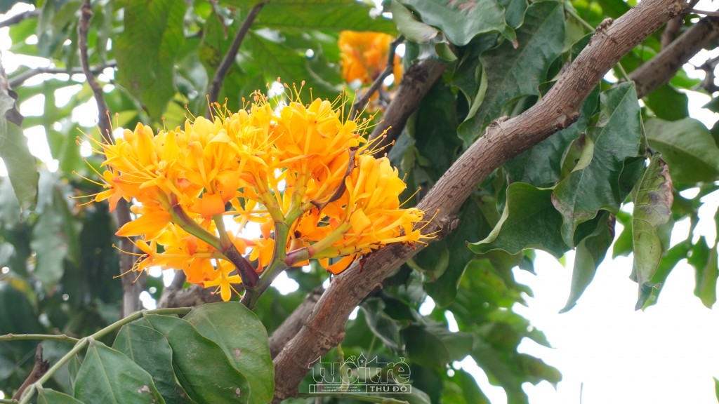 Hoa nở thành chùm đầu cành, màu sắc sặc sỡ có hoa màu vàng, có hoa màu vàng cam và đỏ, nhìn gần giống như chùm hoa trang. Quả hình quả đậu dẹt, có màu tím rất đặc trưng